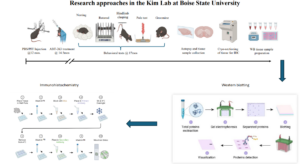 research approaches infographic