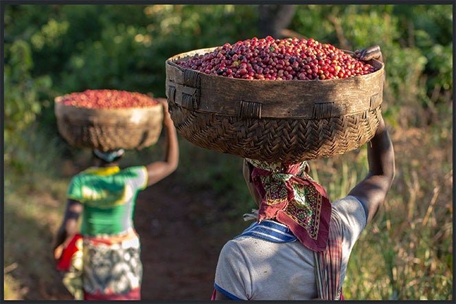 Gorongosa Coffee Farmers