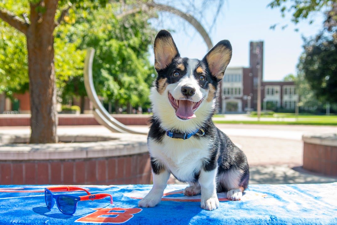 Dog Jeeves in front of the B on a boise state blanket