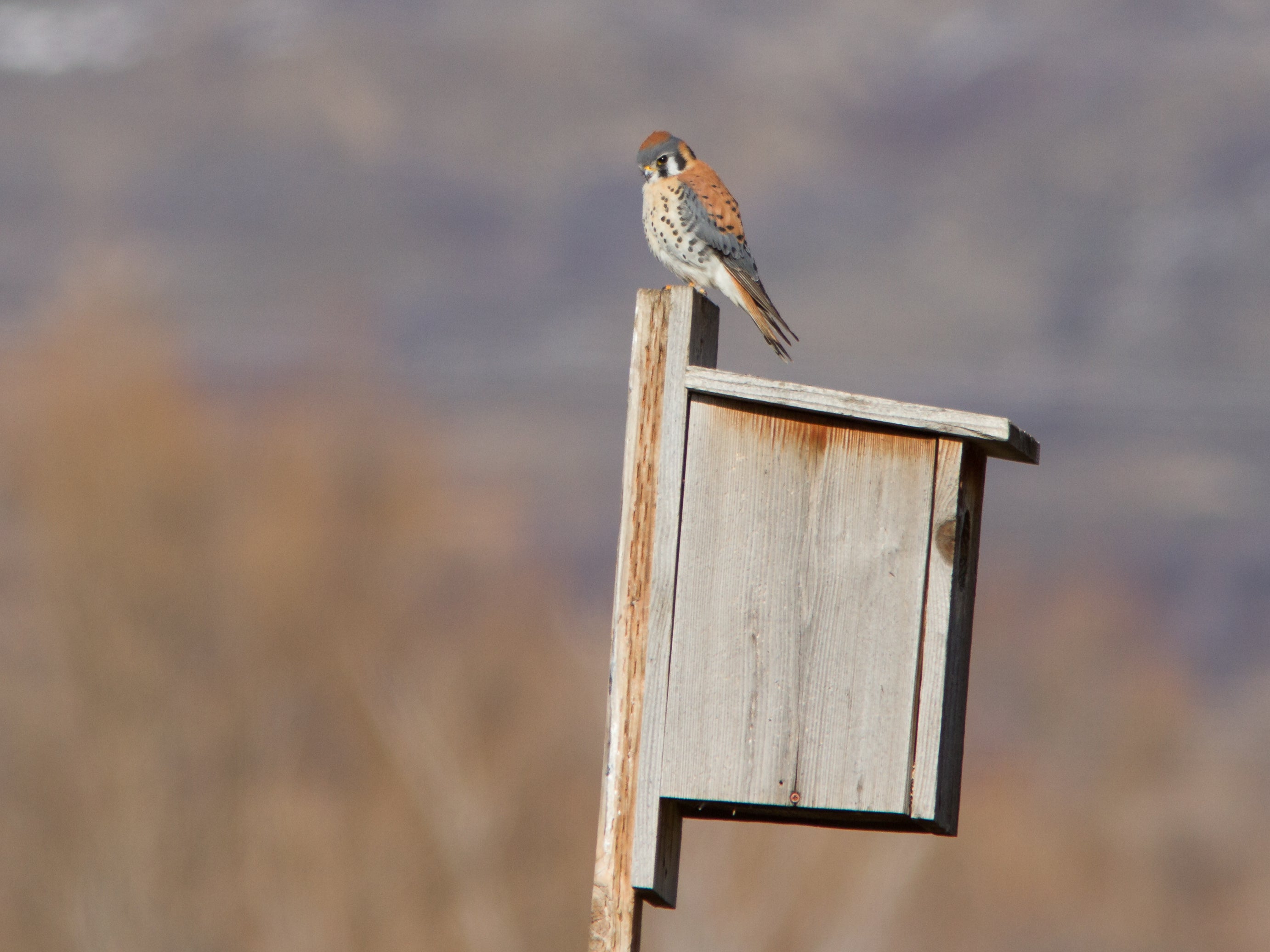Bird sitting on a box
