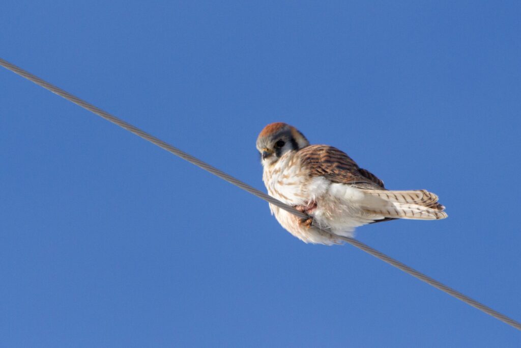 Female American Kestrel perched on a power line.