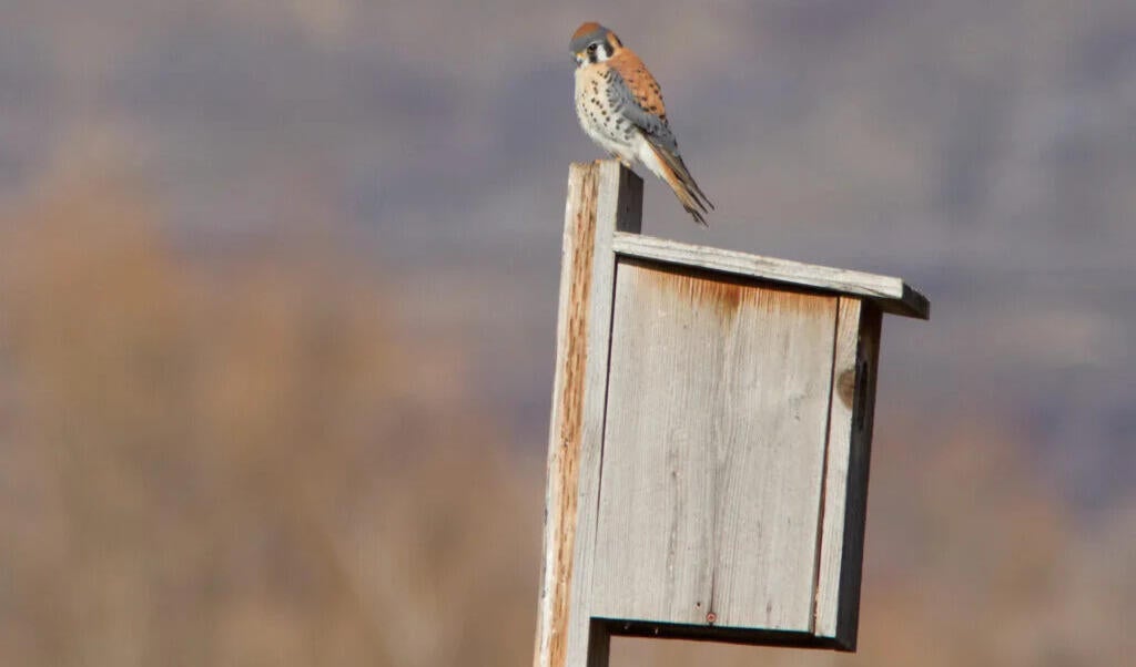 Female American Kestrel Perched on a Boise State nest box. 