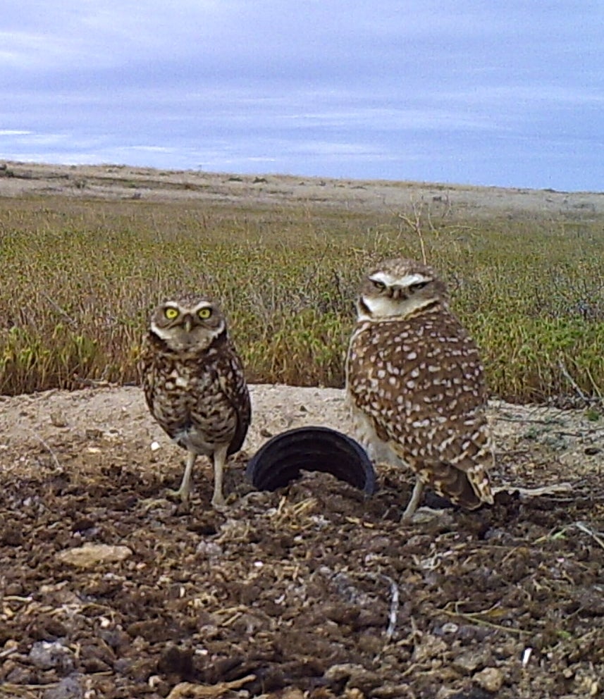 Two burrowing owls