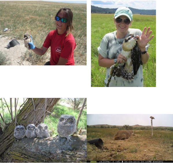 Burrwoing owls with nestlings, and grad students