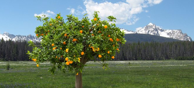 Orange tree growing in front of Sawtooth mountains