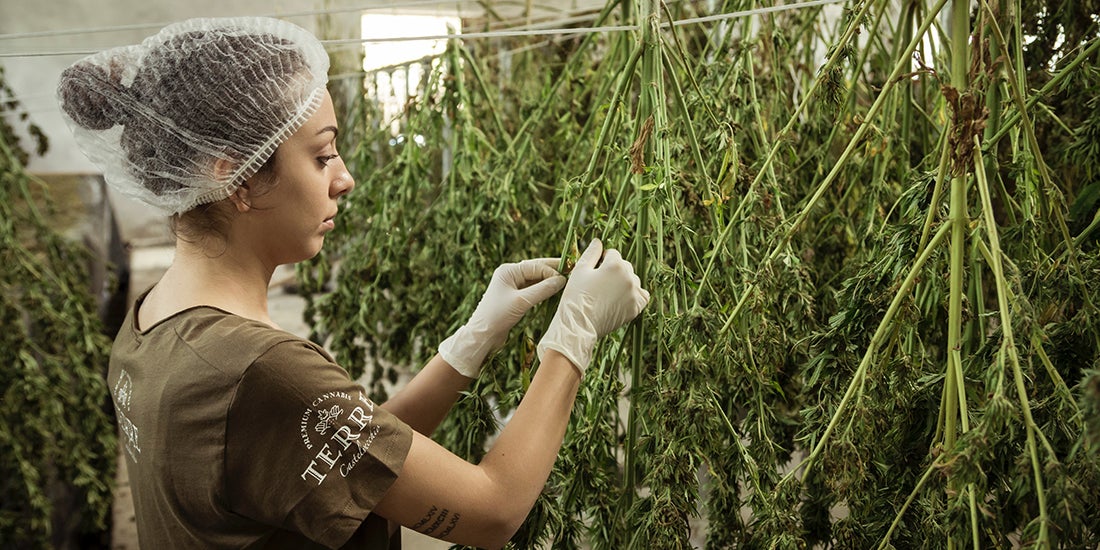 woman harvesting cannibis