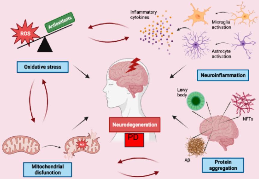 Diagram illustrating the pathophysiology of Parkinson's Disease, showing oxidative stress, neuroinflammation, and protein aggregation.