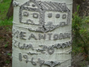 An Aspen arborglyph of a building, with Basque writing and the year 1967