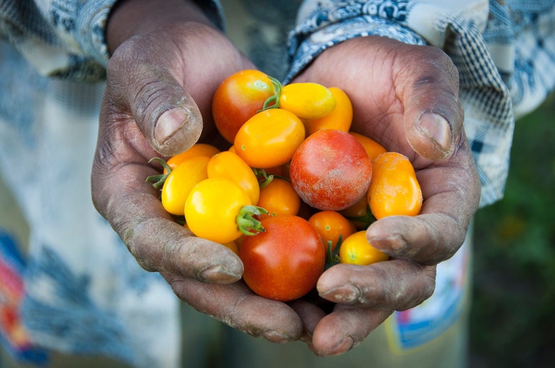 Closeup photo of a person's hands holding vegetables