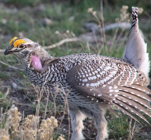 Photo of Columbian Sharp-tailed grouse