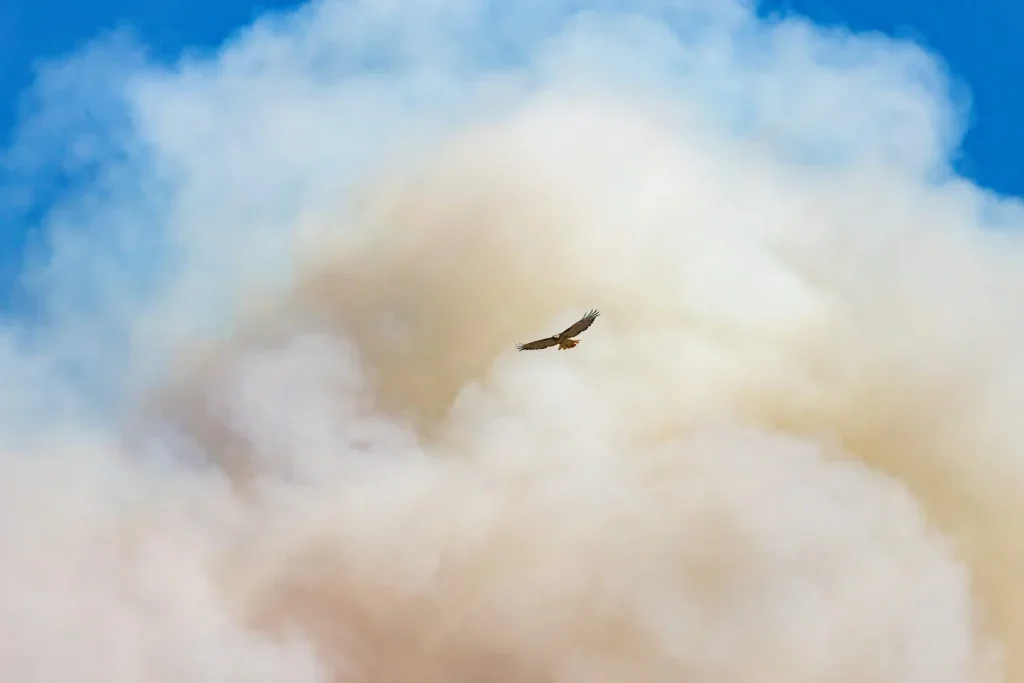 A hawk flying in front of smoke