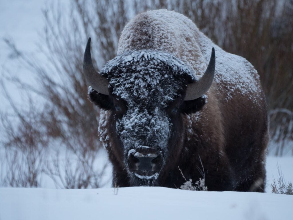 A bison with snow in its coat