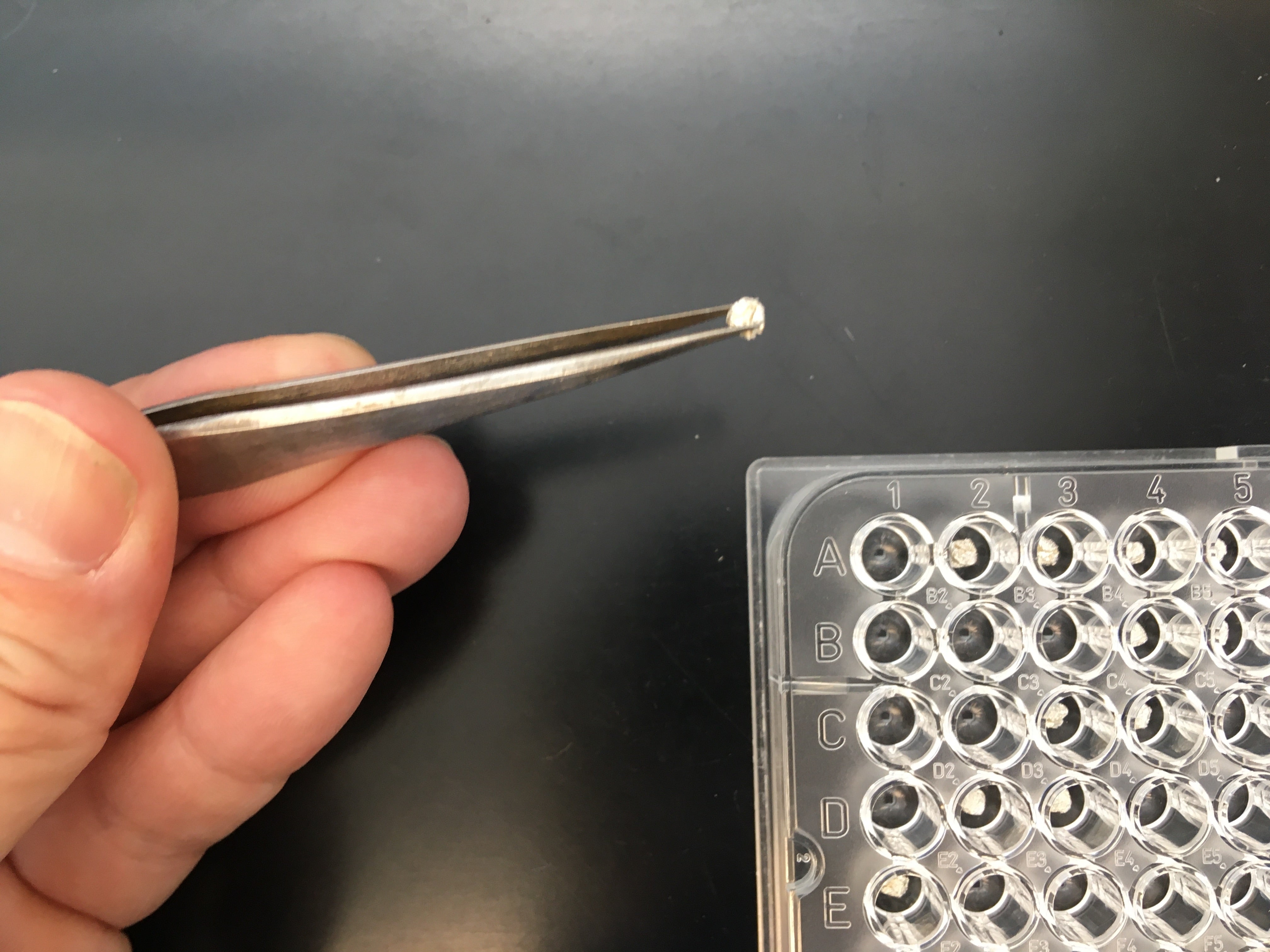 A small 3-5 mm spherical tin capsule held by forceps, a 96-well plate in the backround