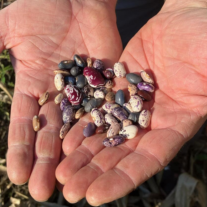 open hands holding a variety of beans