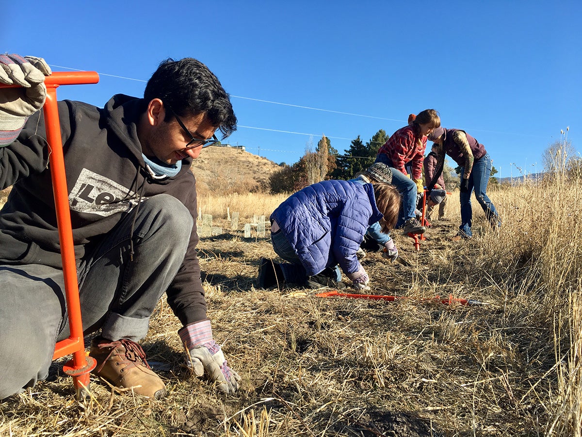 students planting native shrubs in foothills