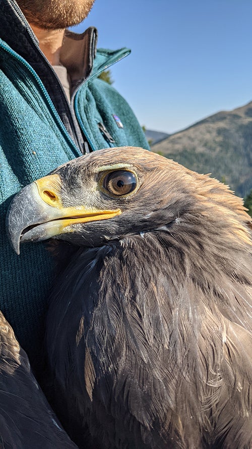 A close up of a young Golden Eagle’s head. Young Golden Eagles have a brown iris that will gradually become flecked with gold as they grow into adults. Photo by Kevin Meyers