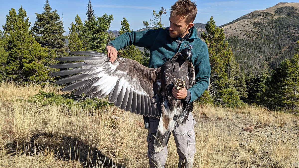 Brian Busby displaying the ventral side of a young Golden Eagle’s wing. The wingspan of this magnificent predator can range from six to seven and a half feet. Photo by Kevin Meyers