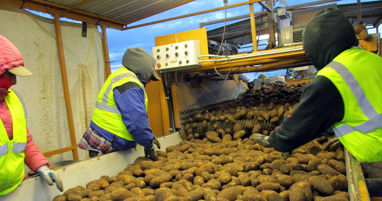 Workers monitoring potatoes on a conveyor belt 