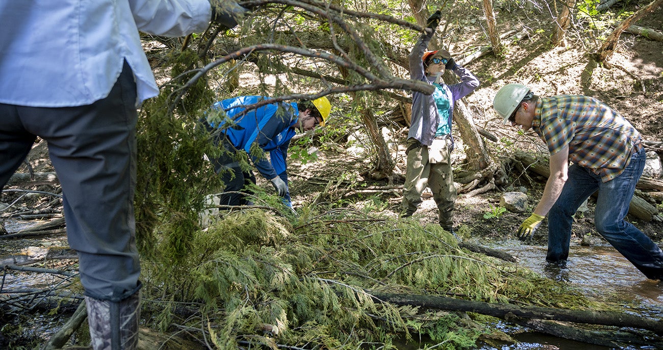 The crew places evergreen branches across a stream to build a dam.