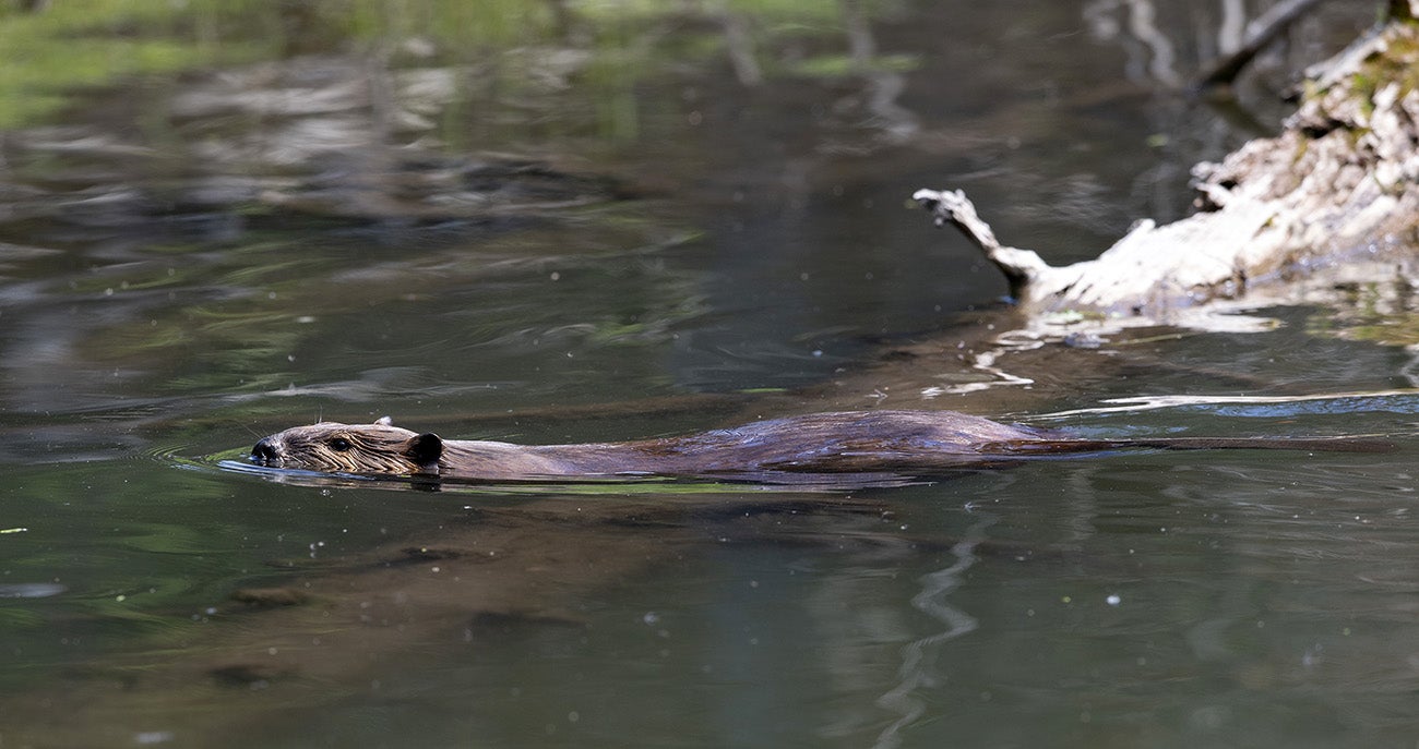 A beaver swims in a pool created by rehabitation efforts.