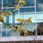 A tree branch blooms in the spring