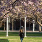 Student walking on campus in the springtime
