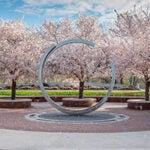 Eternal Wind sculpture in front of trees blooming in the springtime