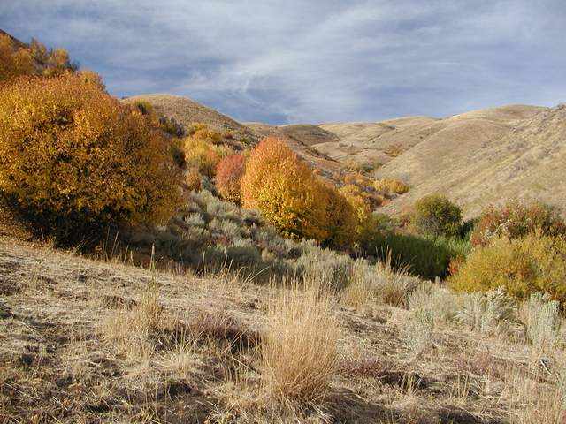 brown hillsides in the boise foothills, lined with willow shrubs that are changing from green to orange and yellow