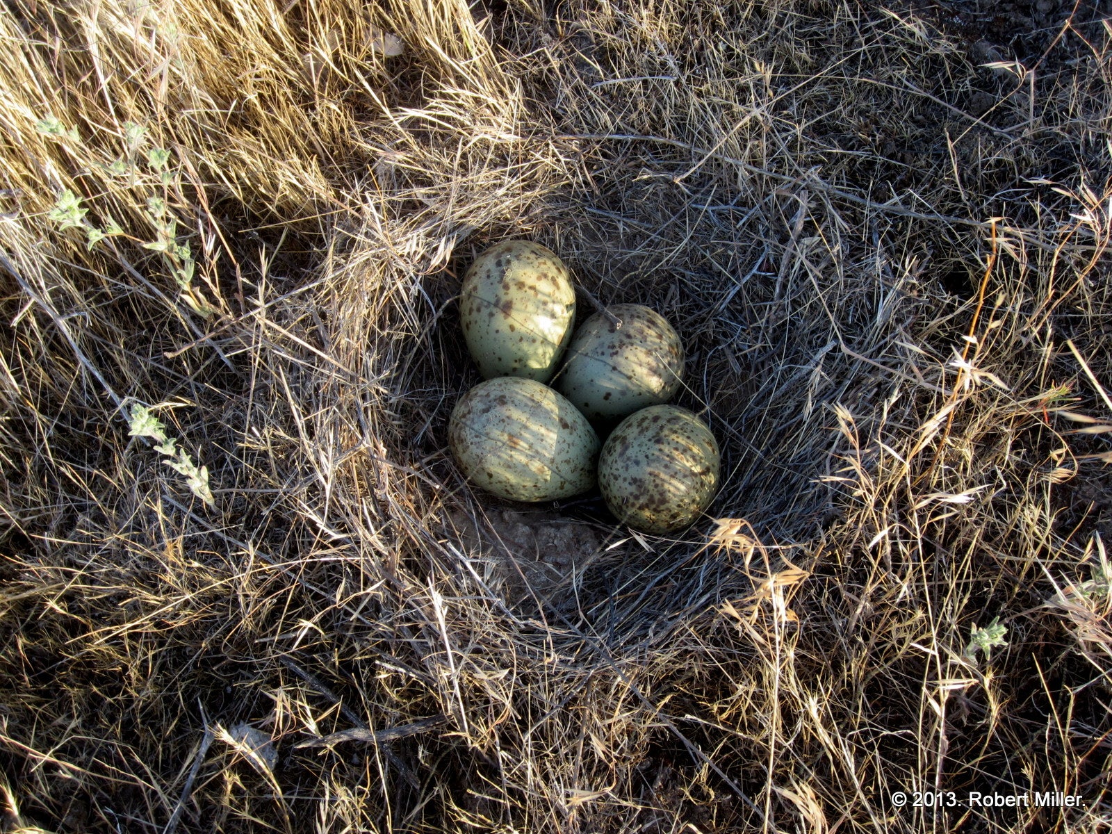 Curlew nesting season is in full swing! Photo by Rob Miller