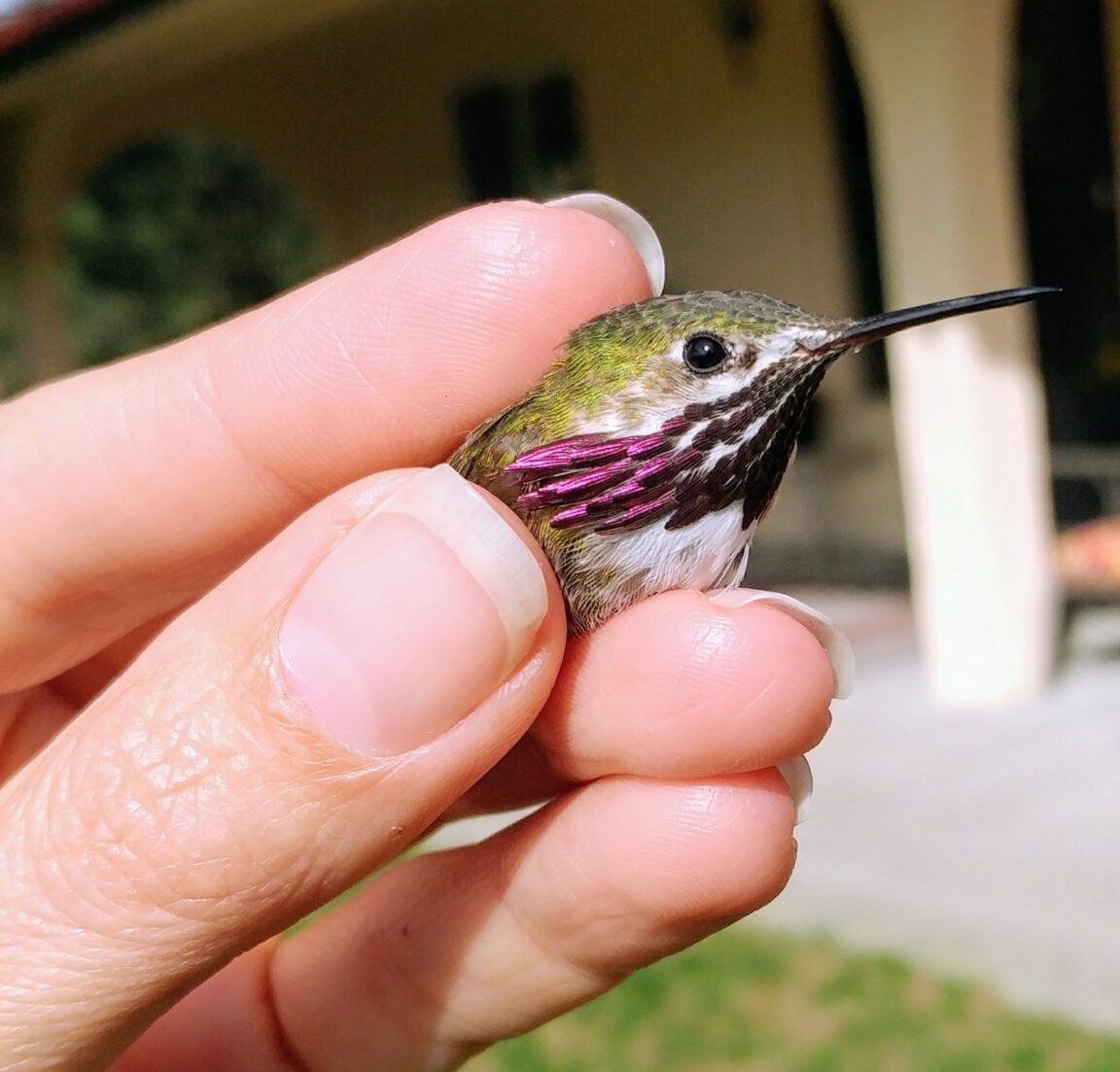 Sexy Calliope Hummingbird