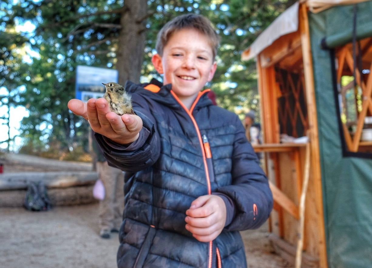 a child holding a small bird in their open palm, a Ruby-crowned Kinglet
