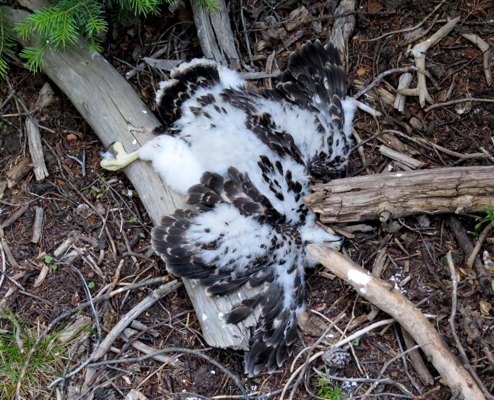 a dead goshawk chick laying on the forest floor