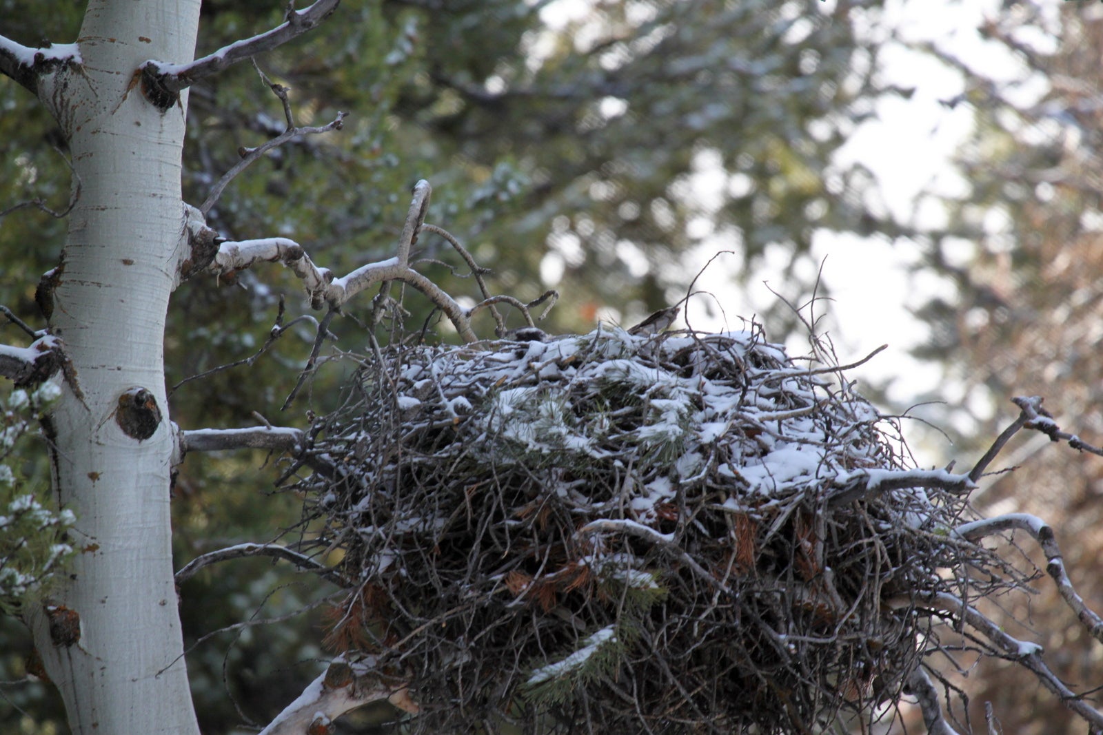 a stick nest covered in snow. A female goshawk's head and tail are barely visible over the rim of the nest