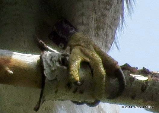 A closeup of a goshawk foot perched on a branch.