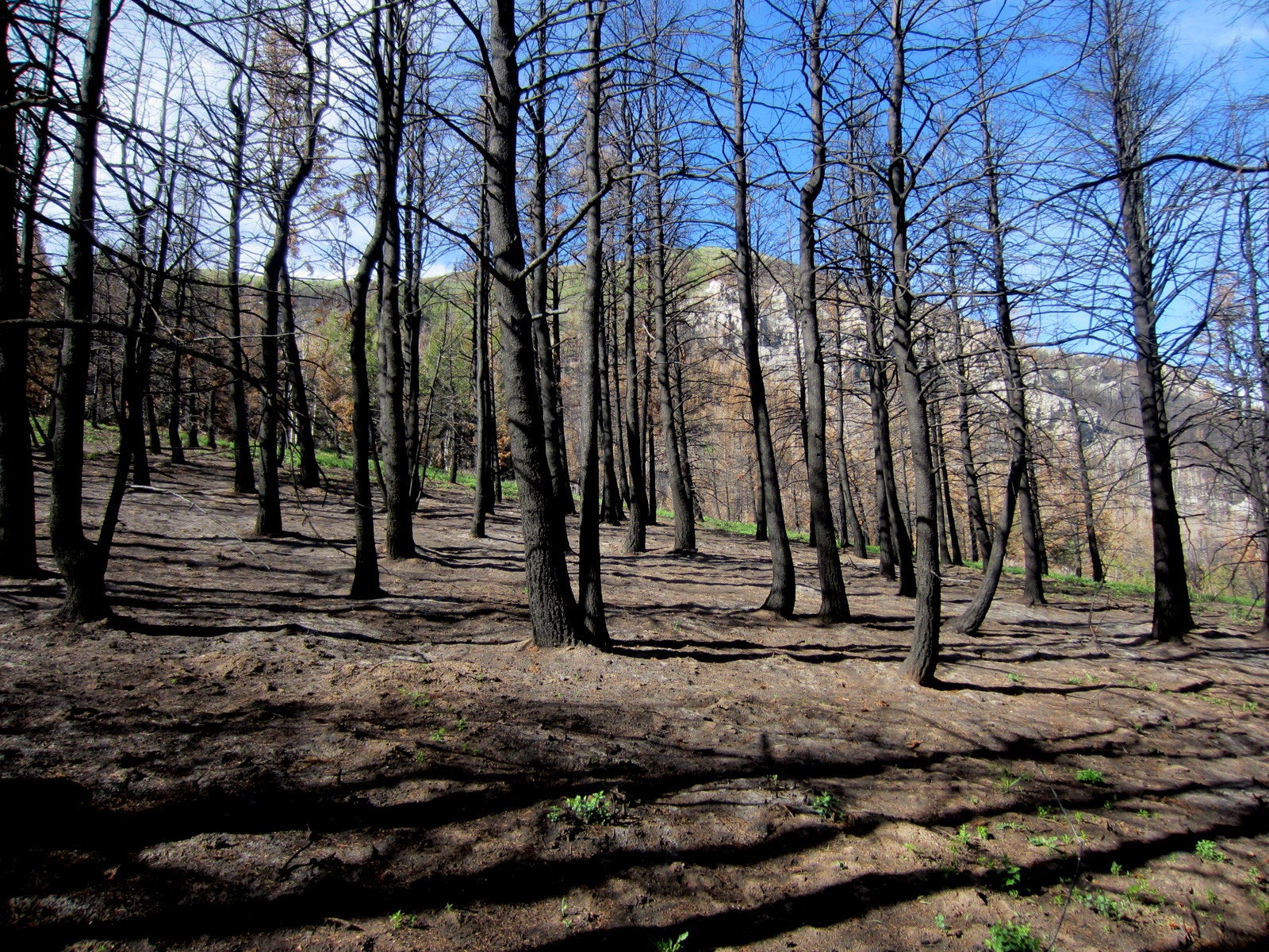 charred forest landscape