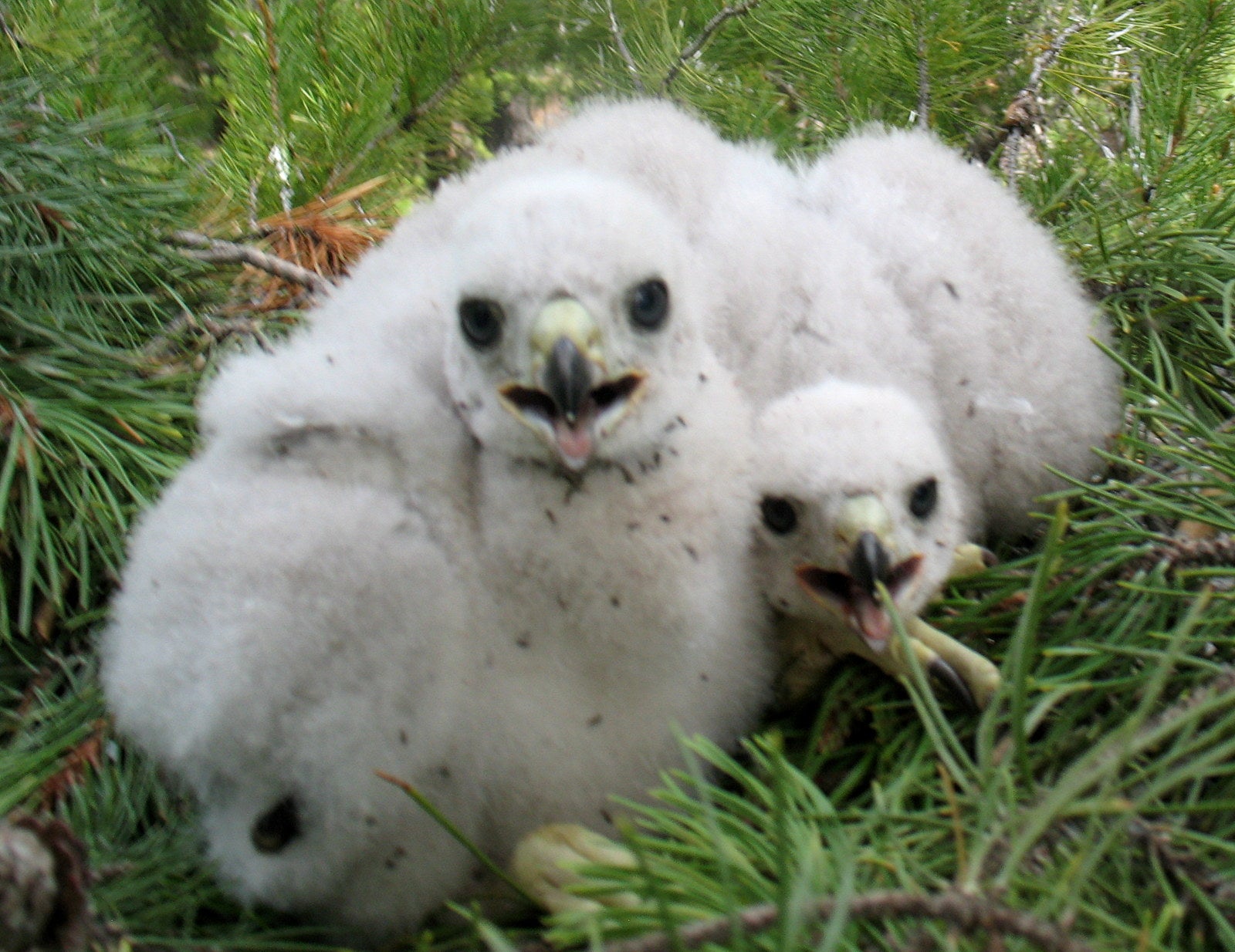 goshawk chicks