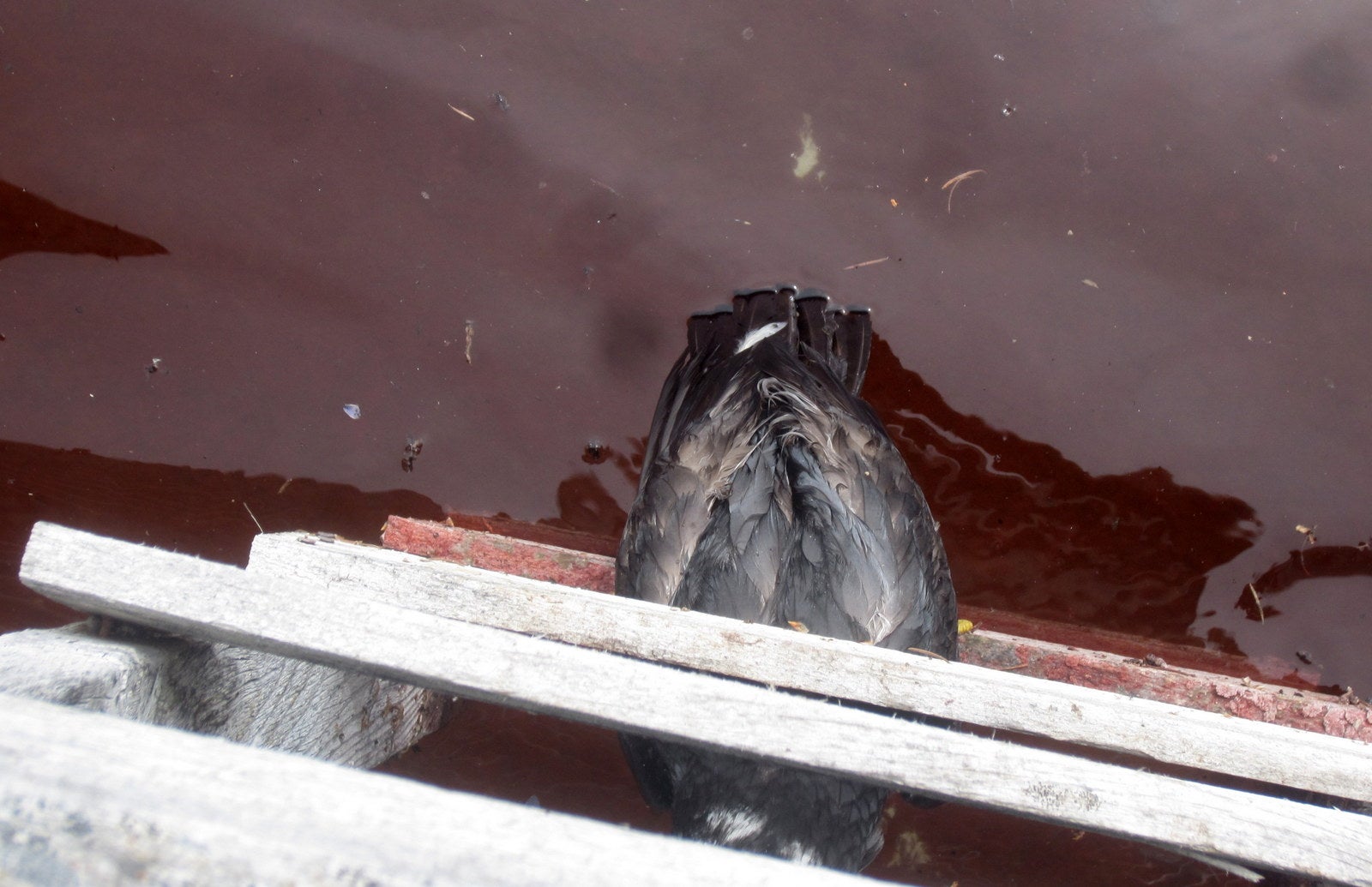 partially visible goshawk above a pool of water