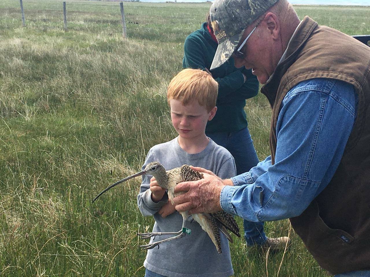 a grandfather and grandson hold a long billed curlew as they release her into the wild