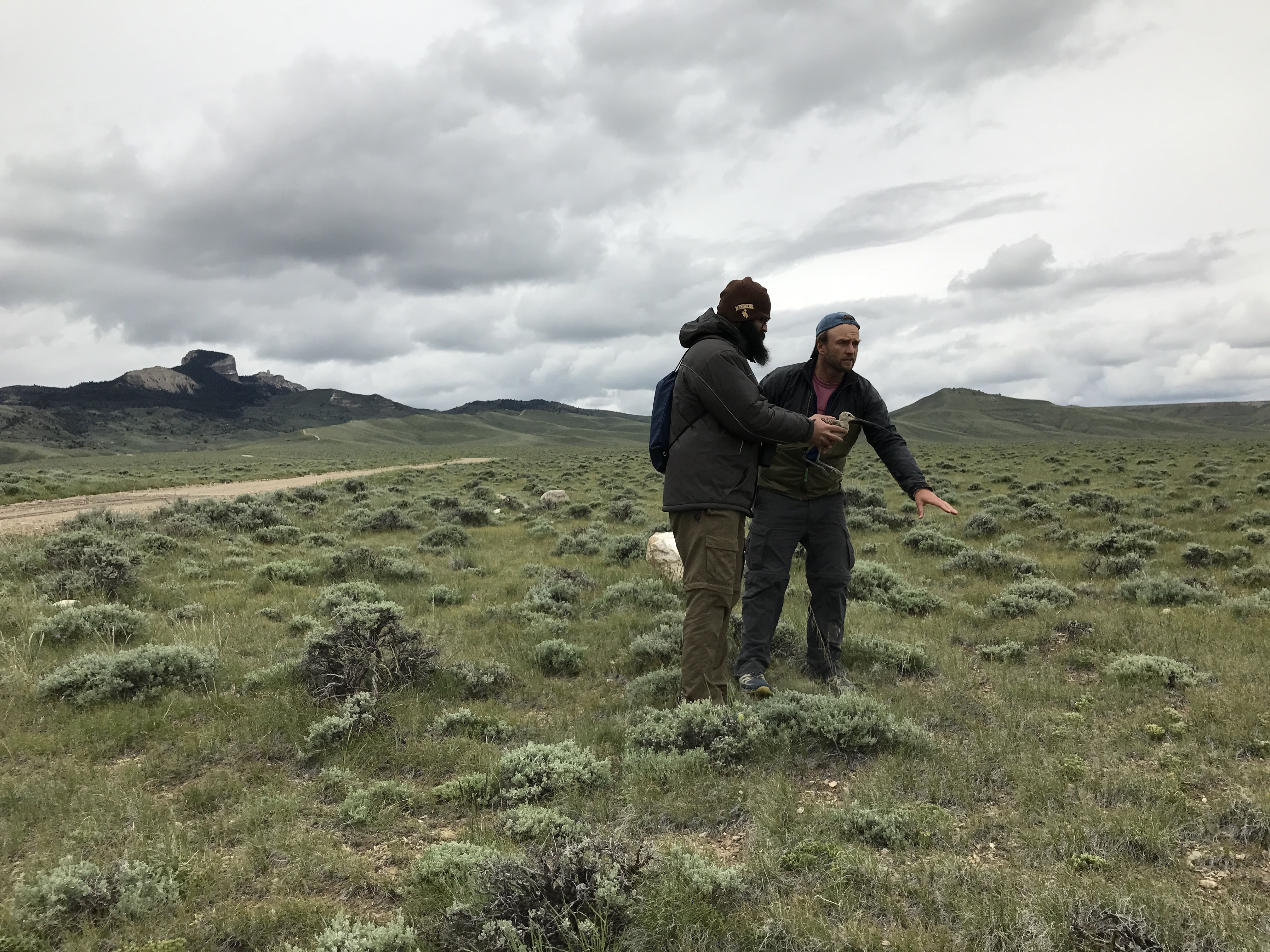 Jay works with Fernando (a Brazilian PhD student at U of WY) to release JT, with scenic Heart Mountain in the background.