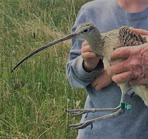 a profile picture for long shot the curlew