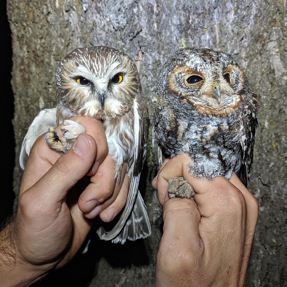 a saw whet owl and a flammulated owl