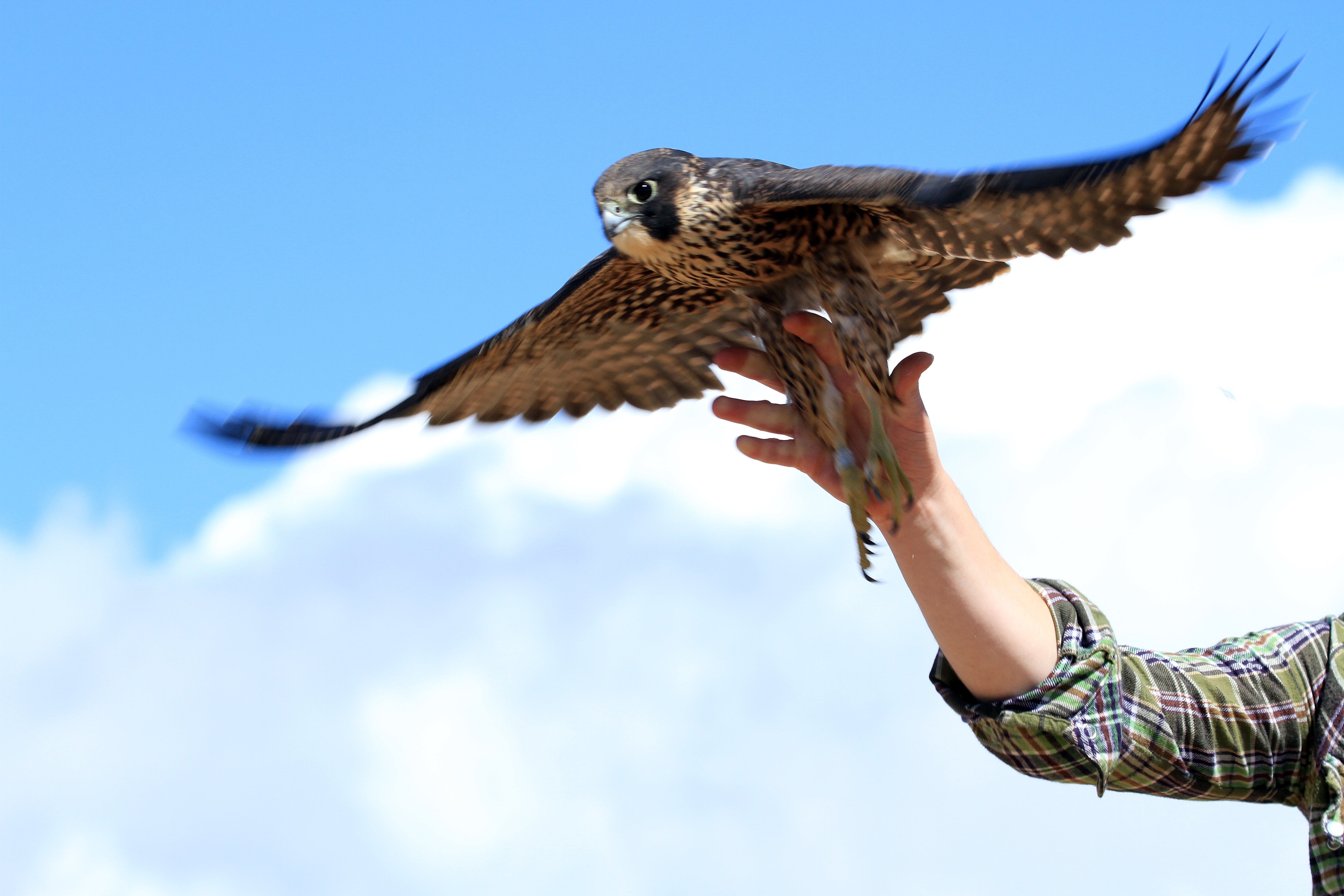 a biologist releases a peregrine falcon