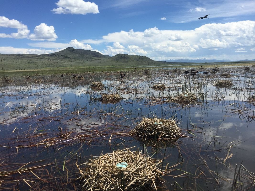 a flooded wetland stretches in the distance with mountains in the background. in the foreground a number of stick nests float on the water surface with light blue eggs inside. and adult ibis flies overhead nearby