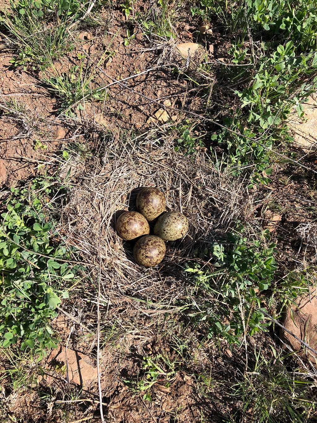 4 dull greenish eggs with brown spots in a ground nest