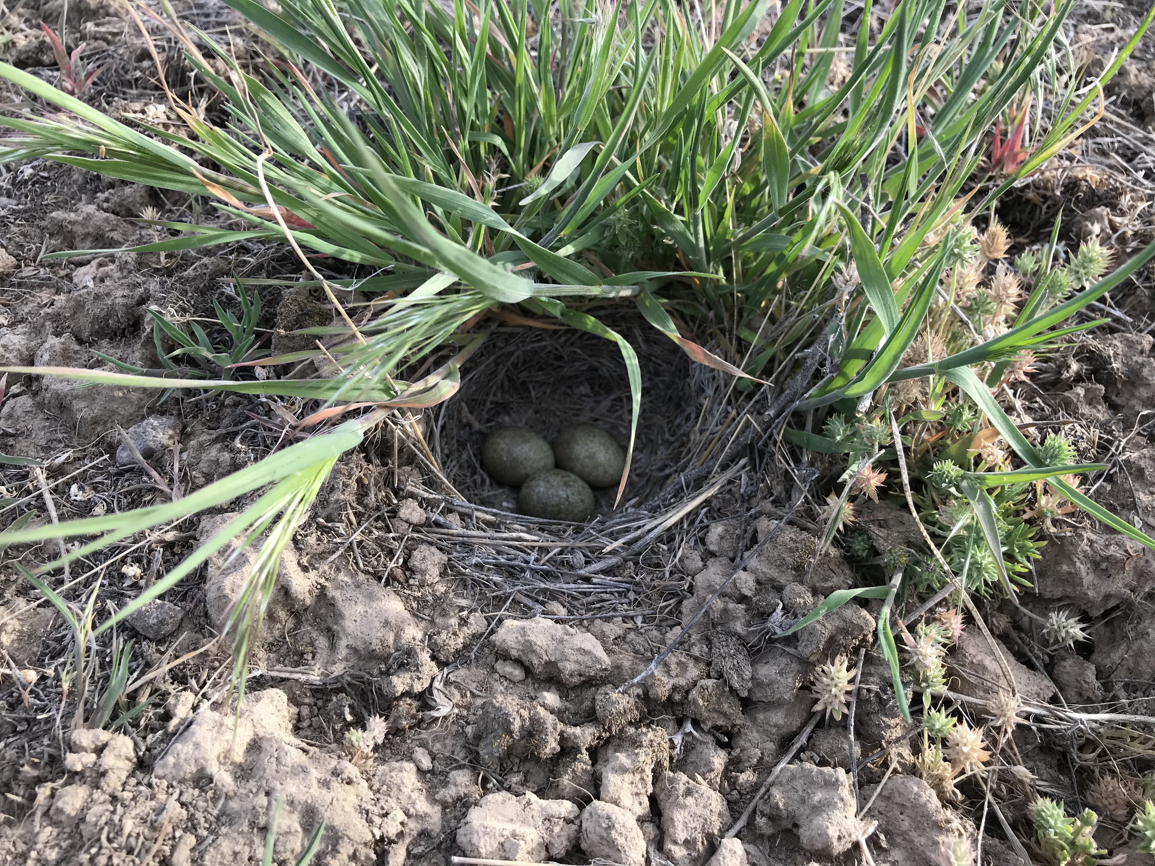 a horned lark nest carefully tucked under a tuft of grass