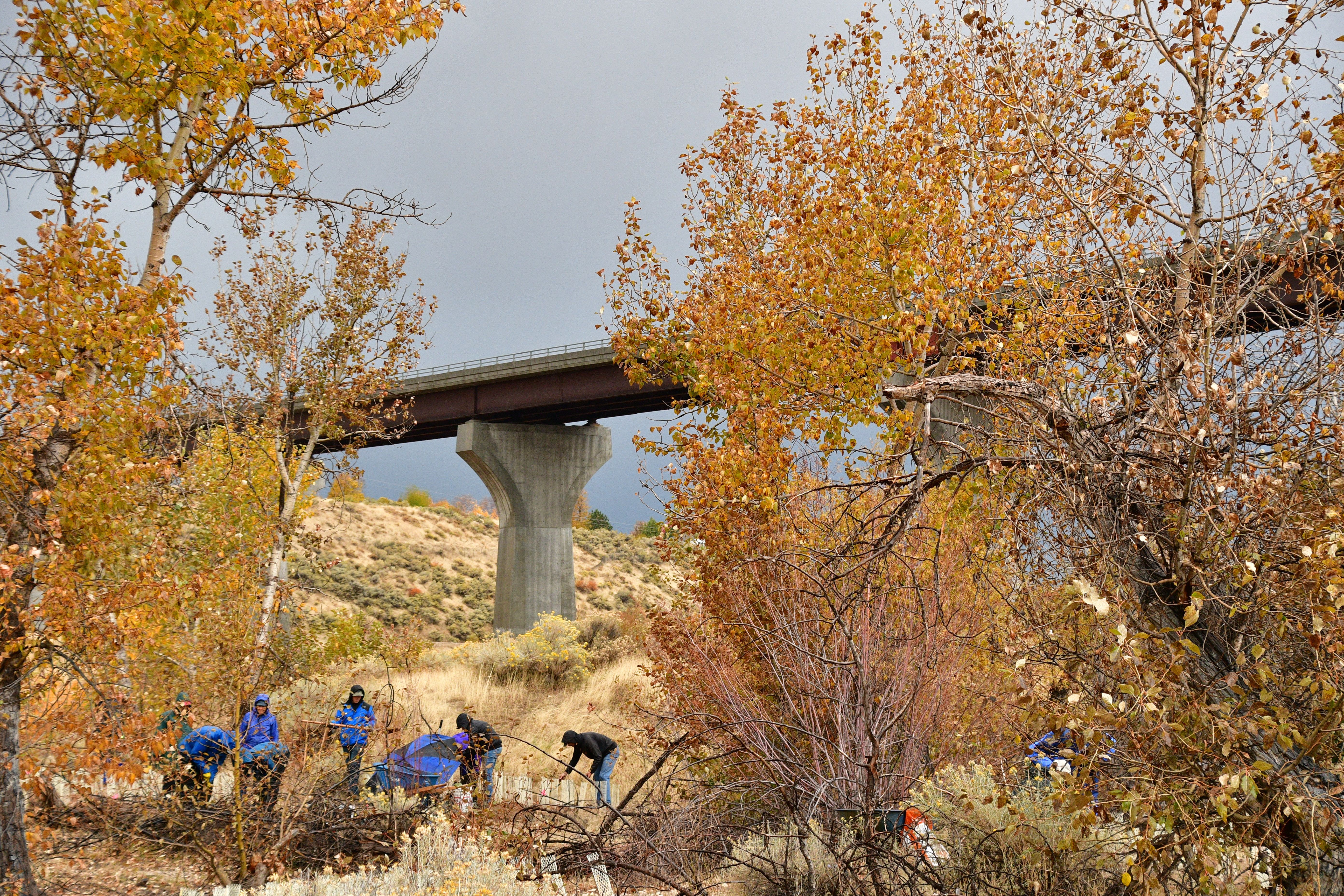 a scattered group of people stand underneath cottonwood trees with yellowing leaves. They are reaching down planting plants. The highway 21 bridge is in the background