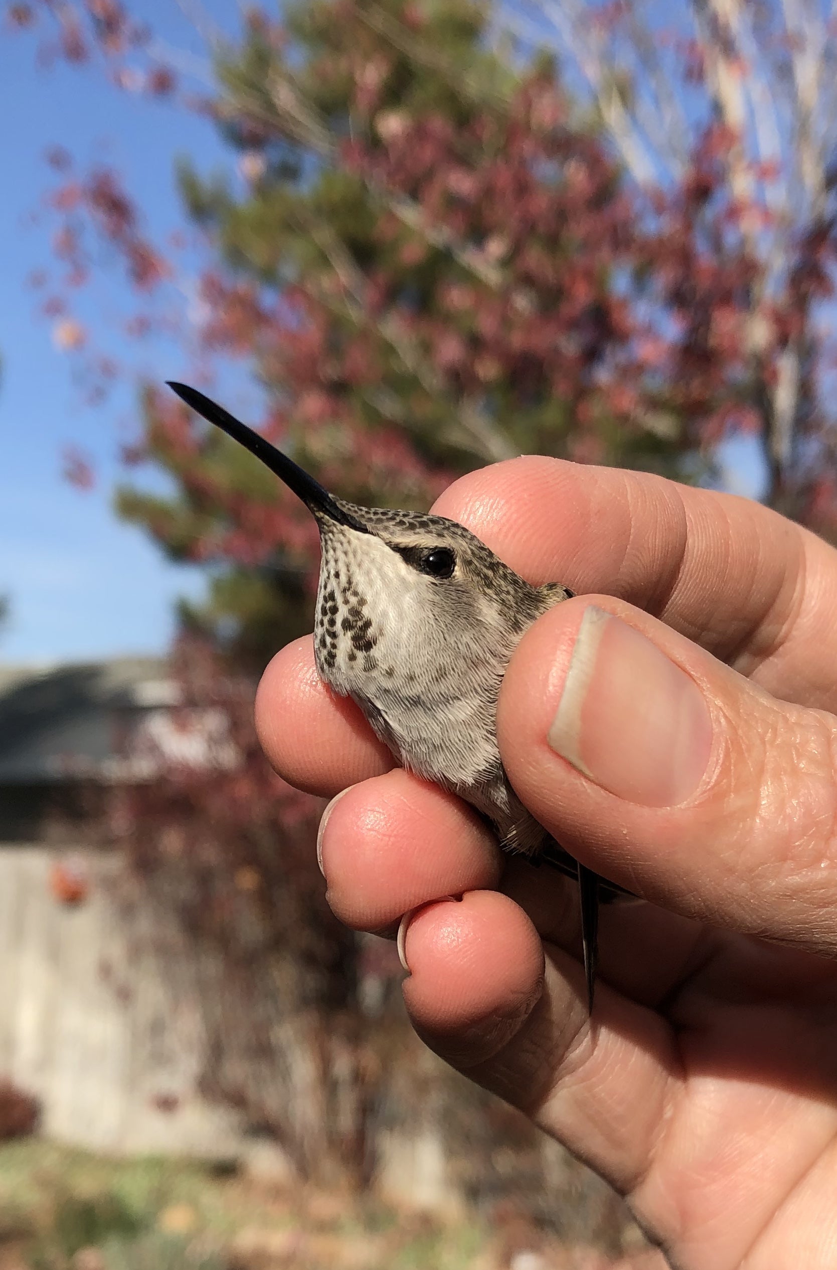 a hummingbird held gently in the fingertips of a biologist. Her head is about the size of the biologists thumb