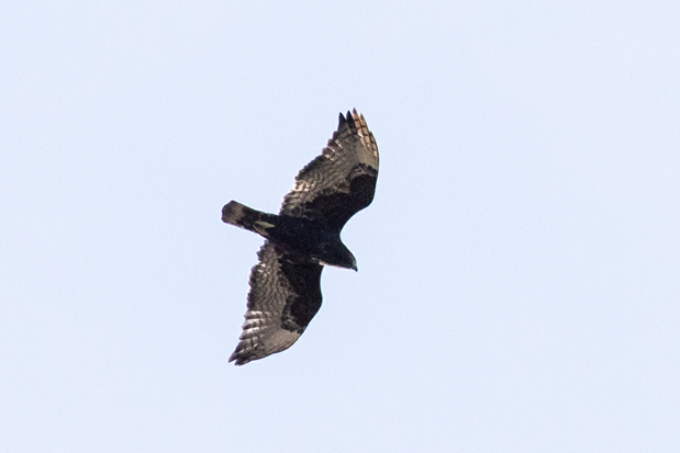 a hawk flies overhead