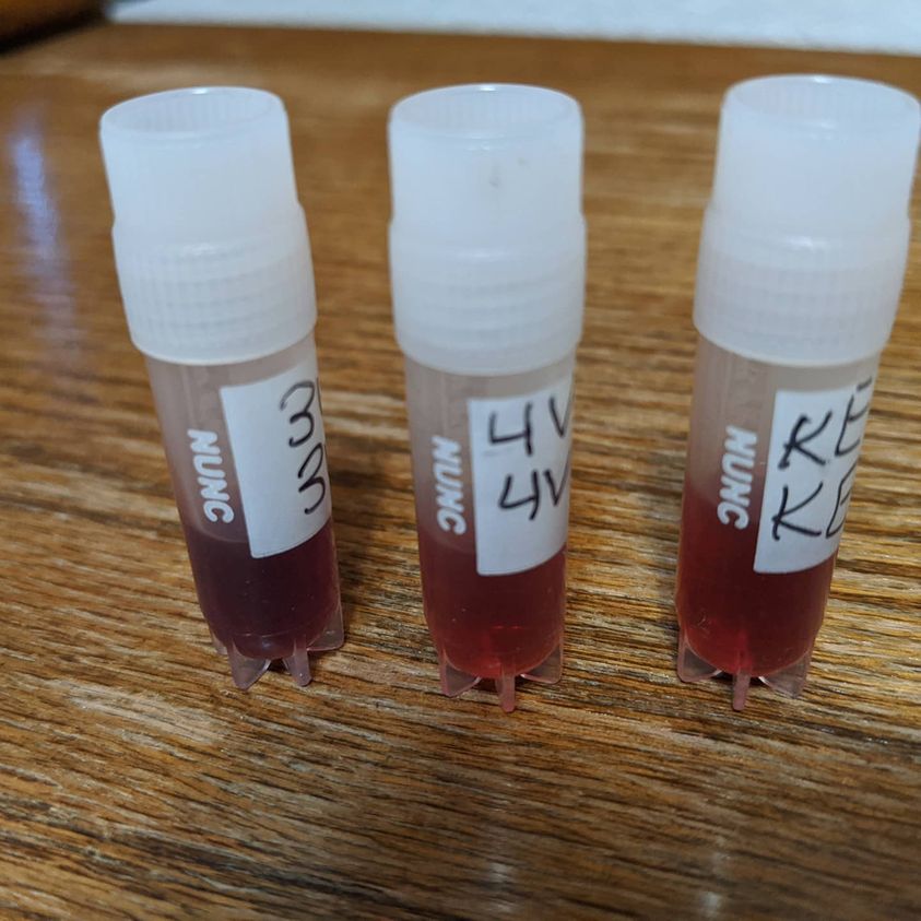 three small vials of blood sit on a desk
