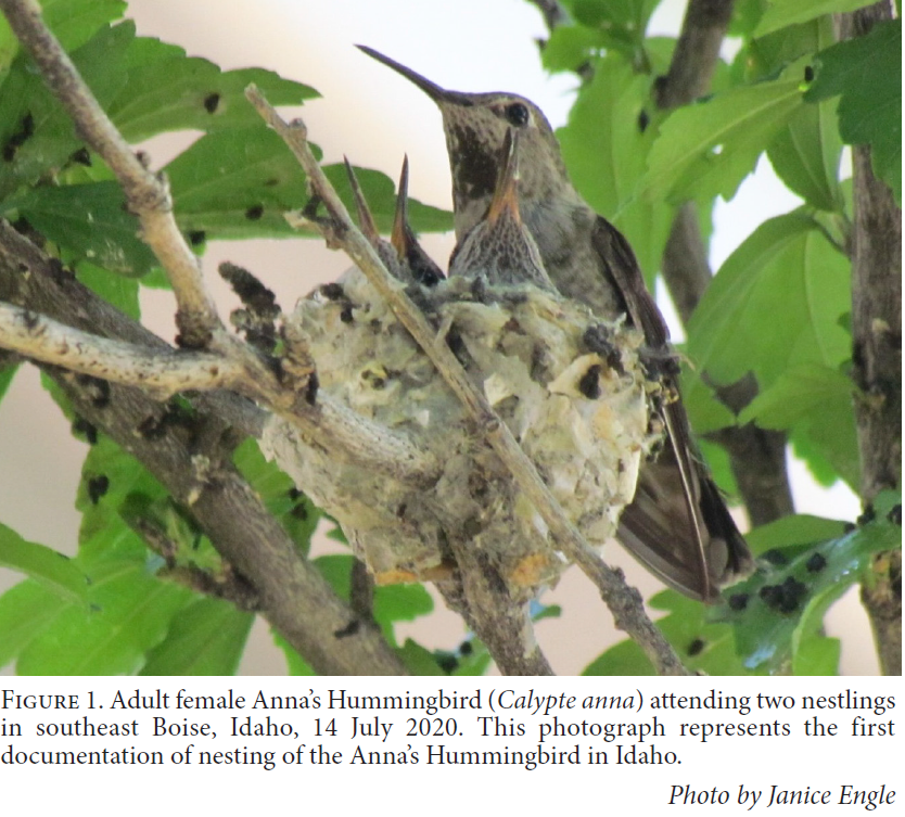a photo of a female Anna's hummingbird sitting on her nest with two nearly full grown chicks inside. the figure caption reads: "Figure 1. Adult female Anna's Hummingbird attending two nestlings in Southeast Boise, Idaho. 14 July 2020. This photograph represents the first documentation of nesting in Idaho. Photo by Janice Engle